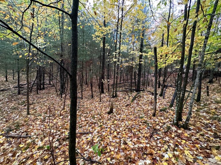 191 Feet of Sandy Shoreline on Middle Eau Claire Lake with 2.05 Acres