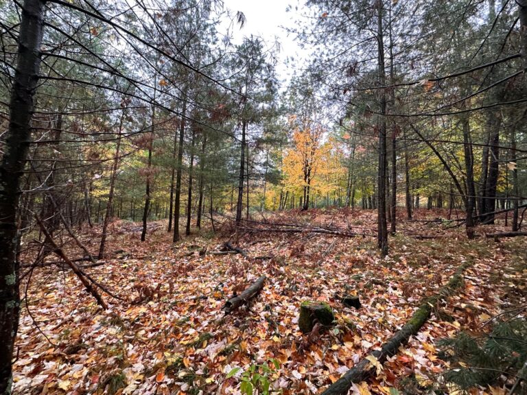 191 Feet of Sandy Shoreline on Middle Eau Claire Lake with 2.05 Acres